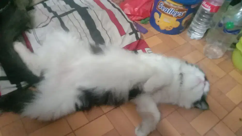 Kucing persia anakan persia