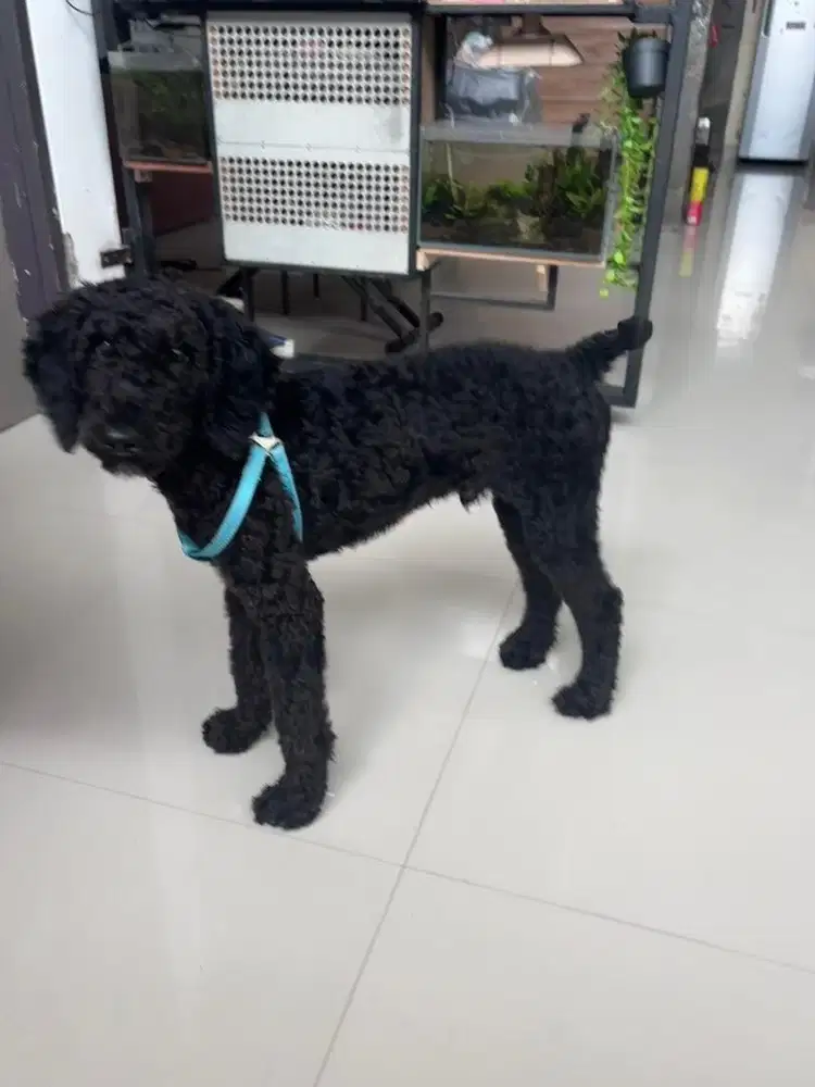 Poodle pure jantan stb