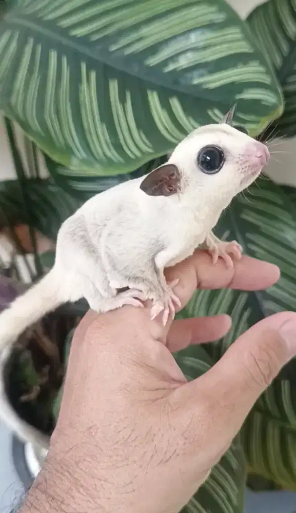 Sugar glider platinum jantan 3 bulan
