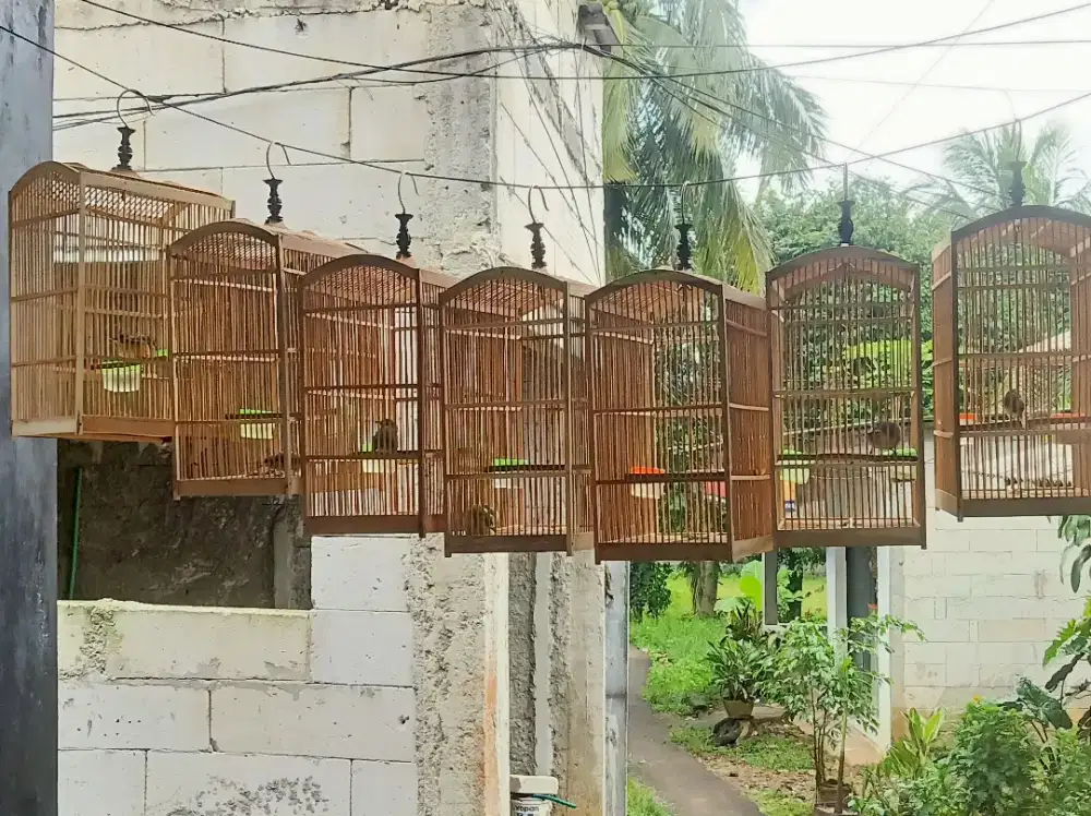 Burung burung kicau