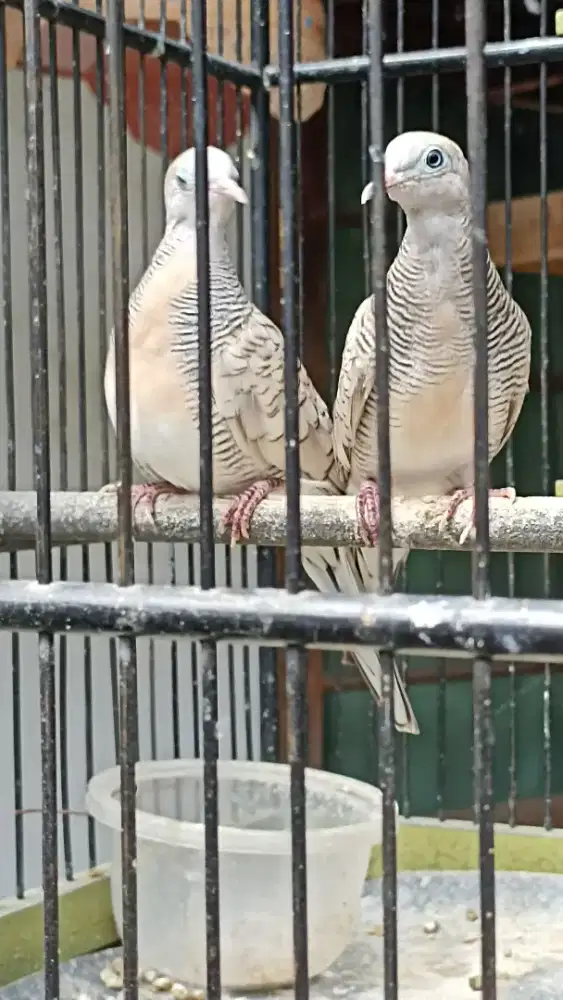 Perkutut Silver sepasang lok depok margonda