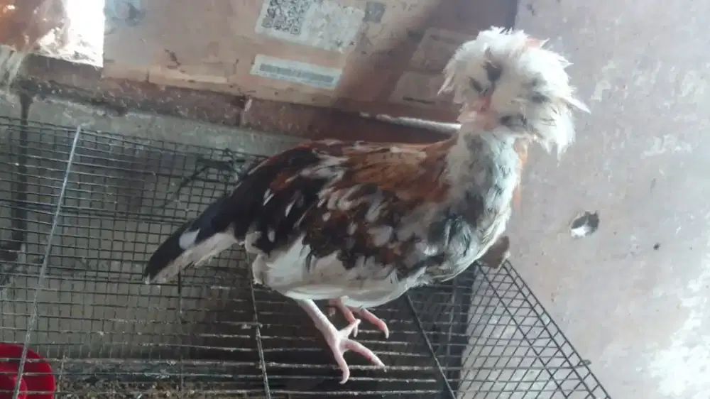 ayam Polan umur 3,5 bln