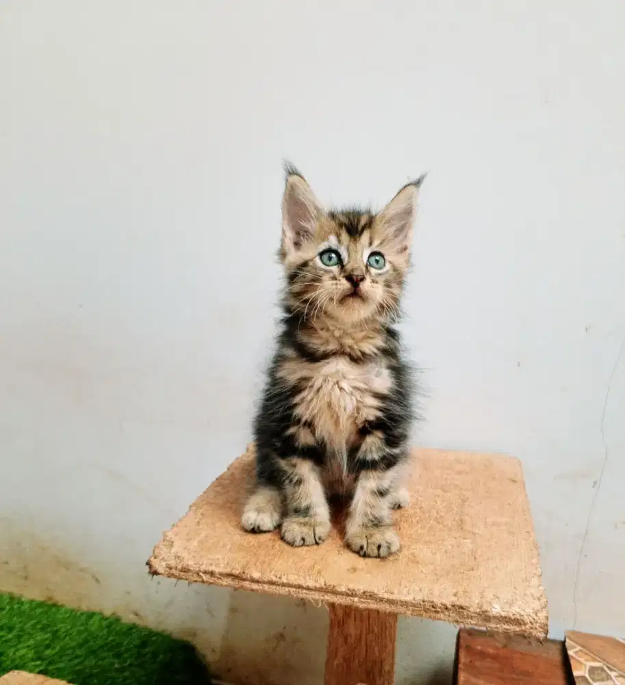 Kitten Mainecoon Jantan pure No mix. Induk ped Cfa Maine Coon