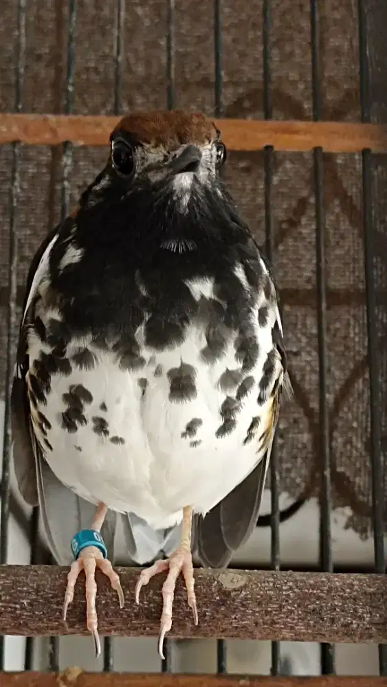 Anis kembang beres mabung lok depok margonda