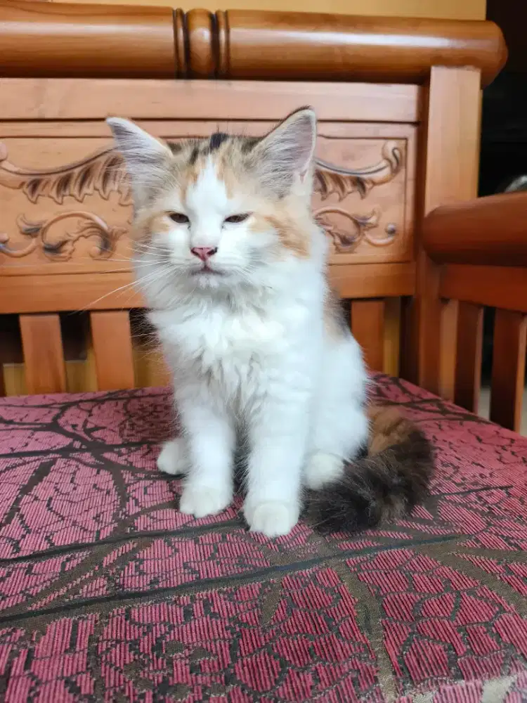 Calico Longhair Betina (Kediri)