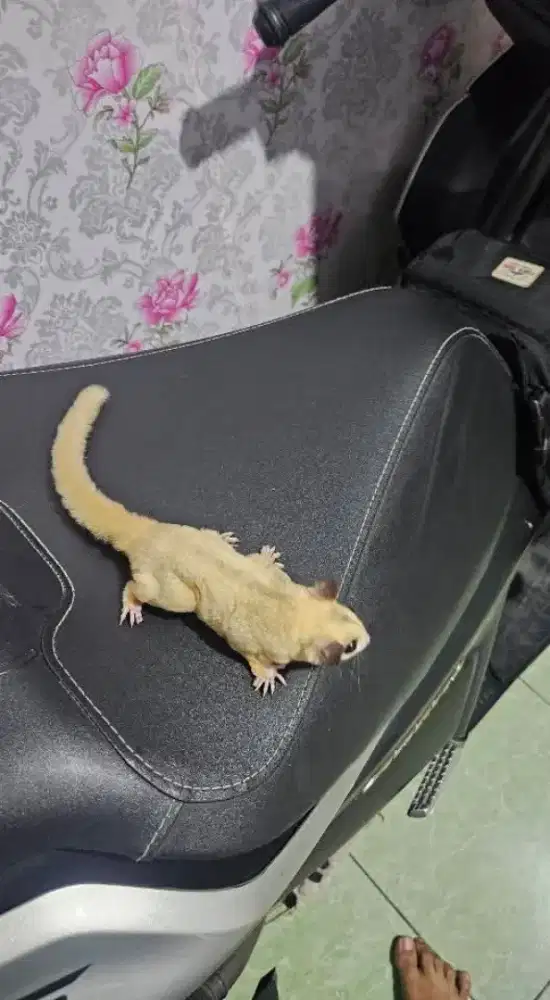 Sugar Glider platmoz