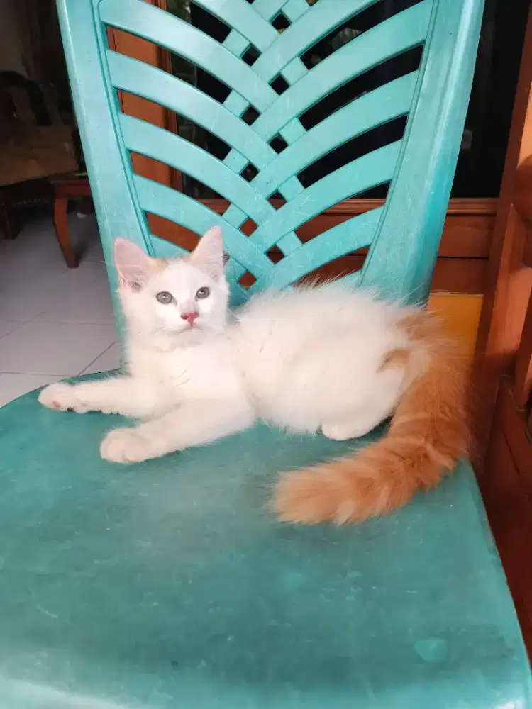 Redvan Betina (Kediri)