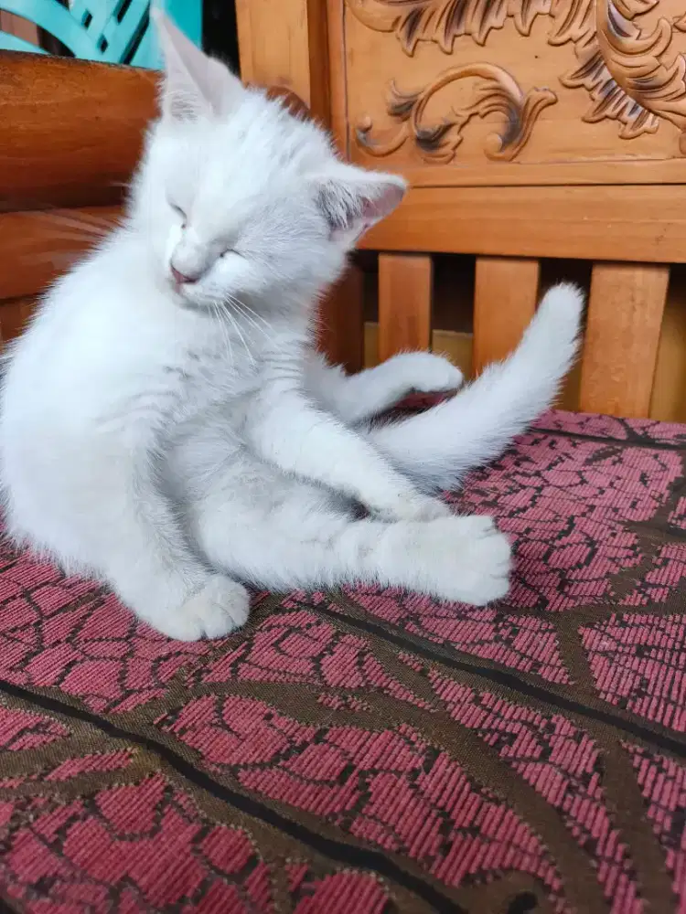 Putih Betina (Kediri)