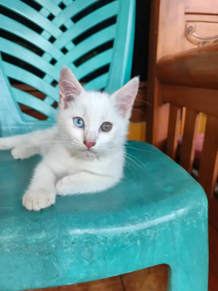 Putih Oddeye Betina (Kediri)