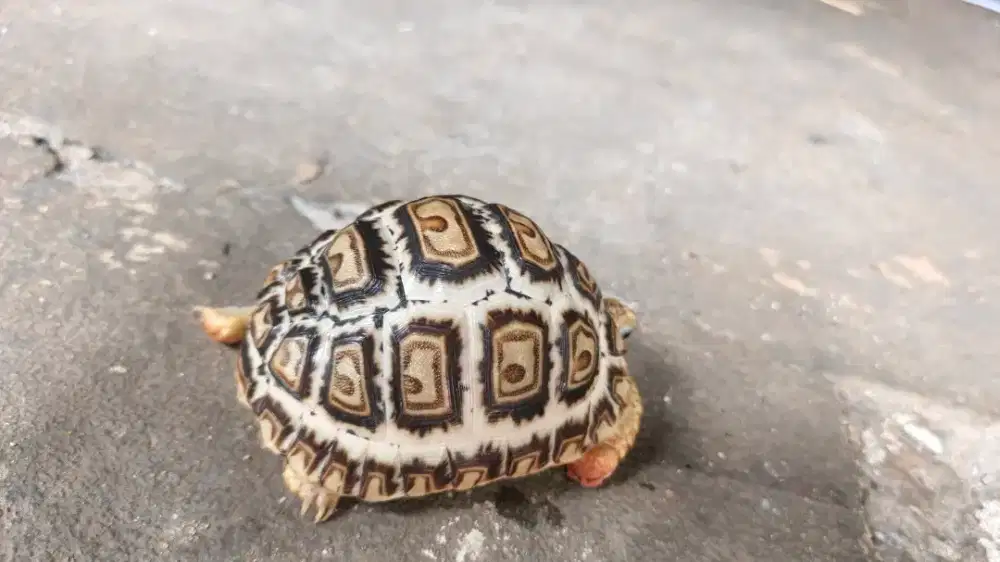 Giant pardalis somalia 10cm