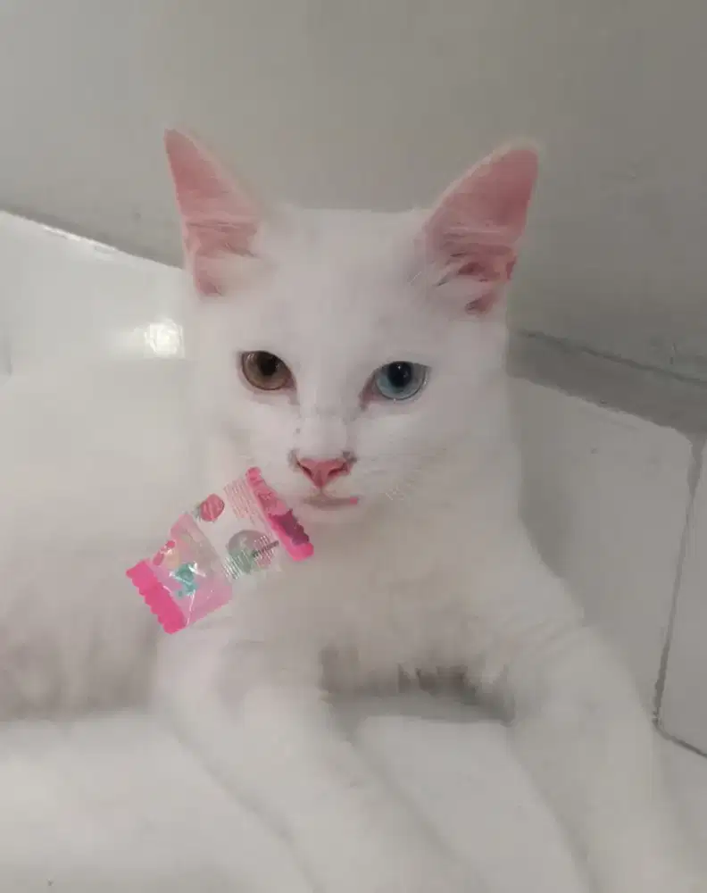 kucing jelek bulu putih panjang mata oddayes/satu kuning satu biru