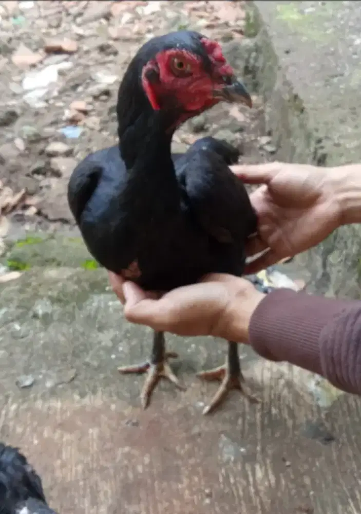 Ayam bangkok siap nelor