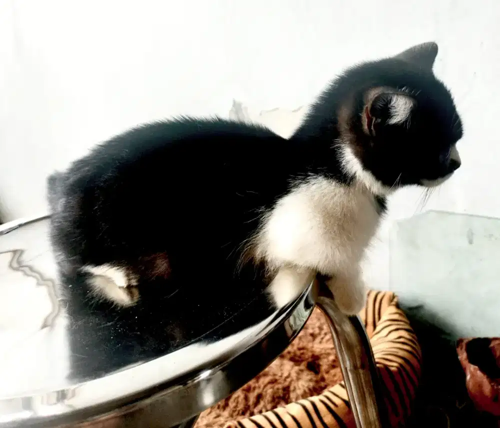 Munchkin 3 bulan cew dan cow Nego ok