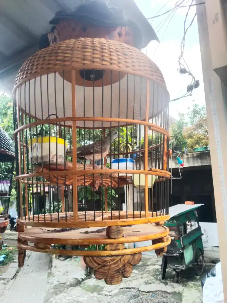 Burung perkutut