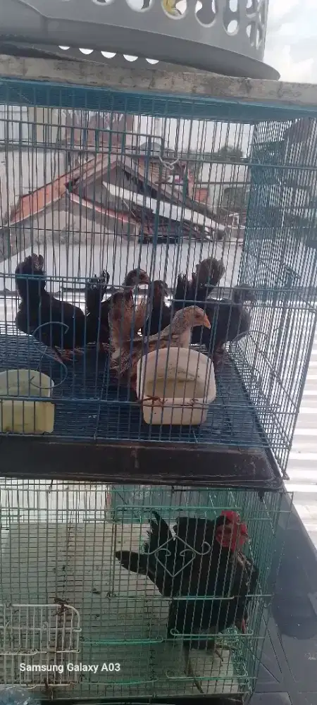 Anakan ayam kate umur 3 bulan an