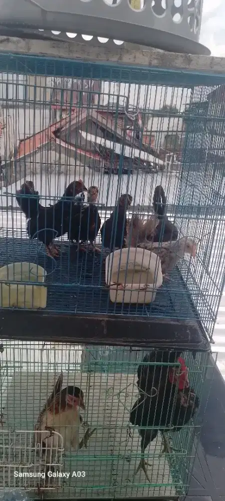 Yo bosku anakan ayam kate