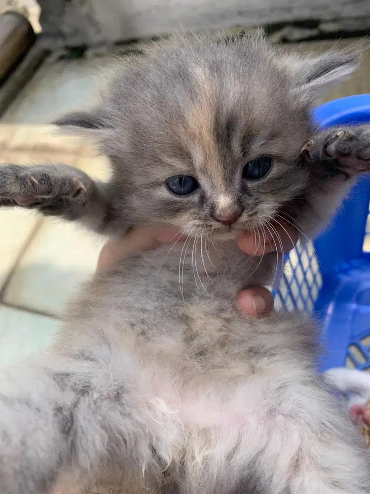 ANAKAN PERSIA MEDIUM