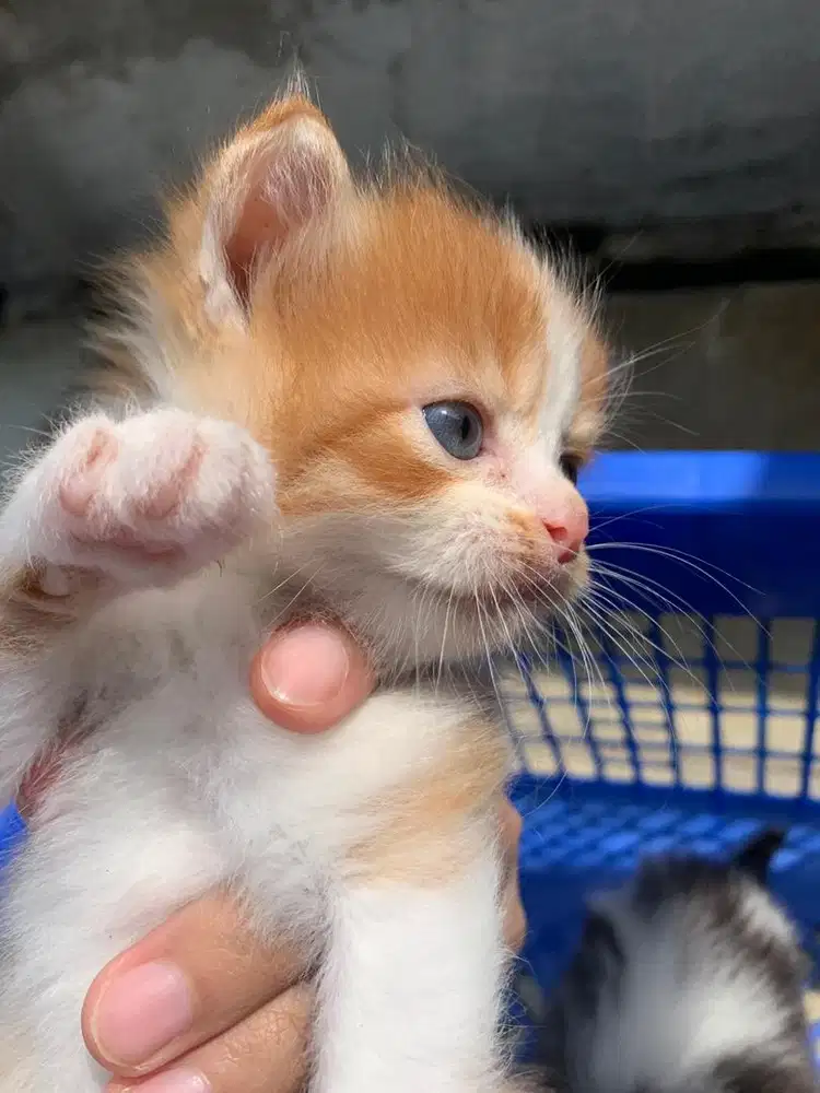 ANAKAN PERSIA MEDIUM