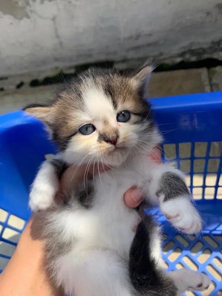 ANAKAN PERSIA MEDIUM