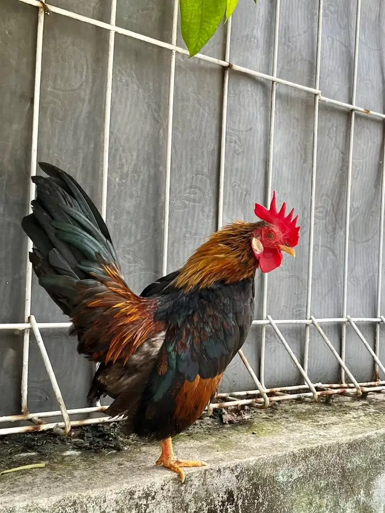 JUAL AYAM KATE TEMA x SERAMA