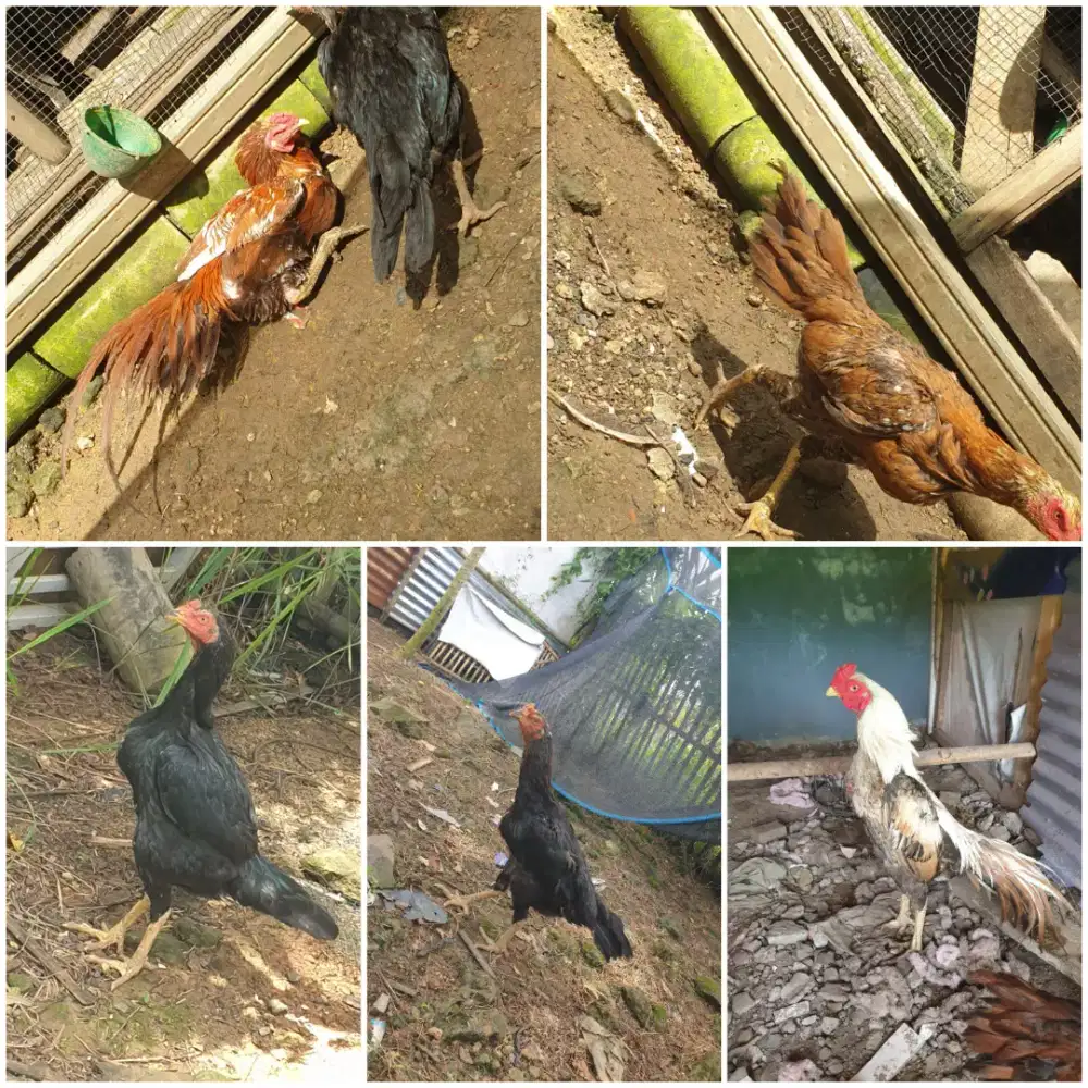 Ayam bangkok semi ekor lidi