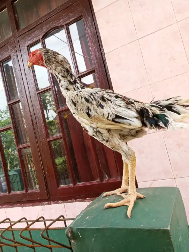 Ayam Bangkok Calon Big Size