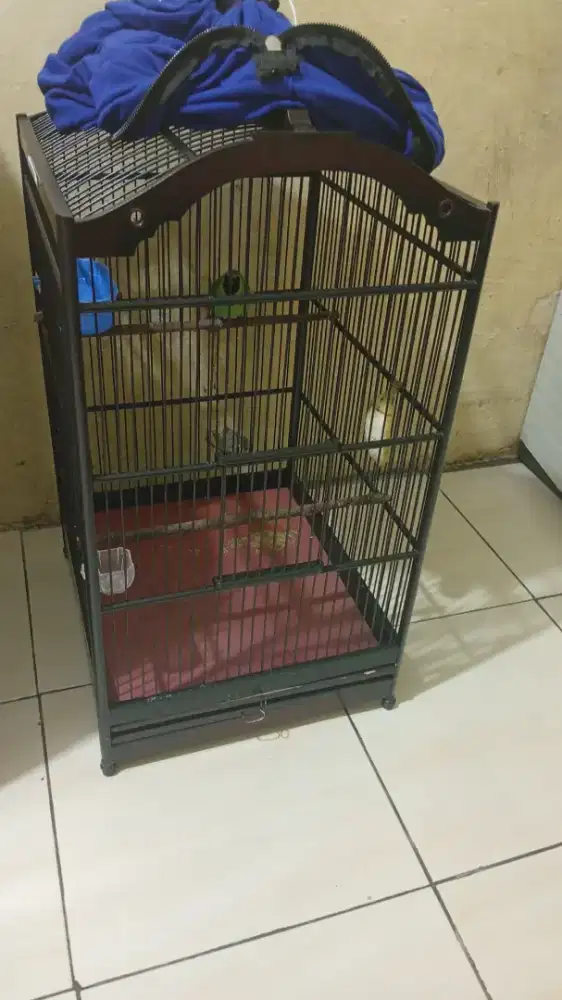 jual burung murai daun