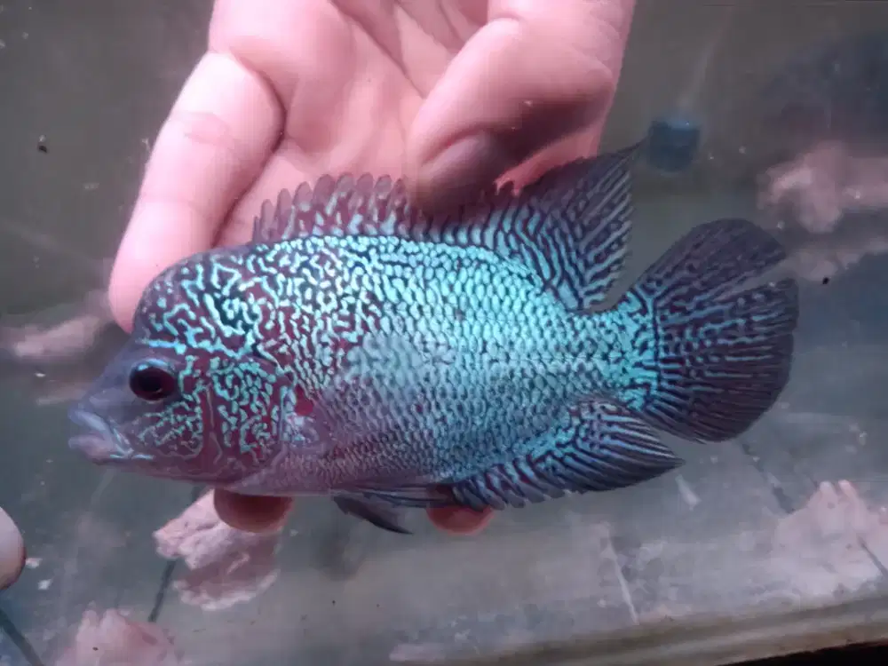 lohan/louhan female SRM