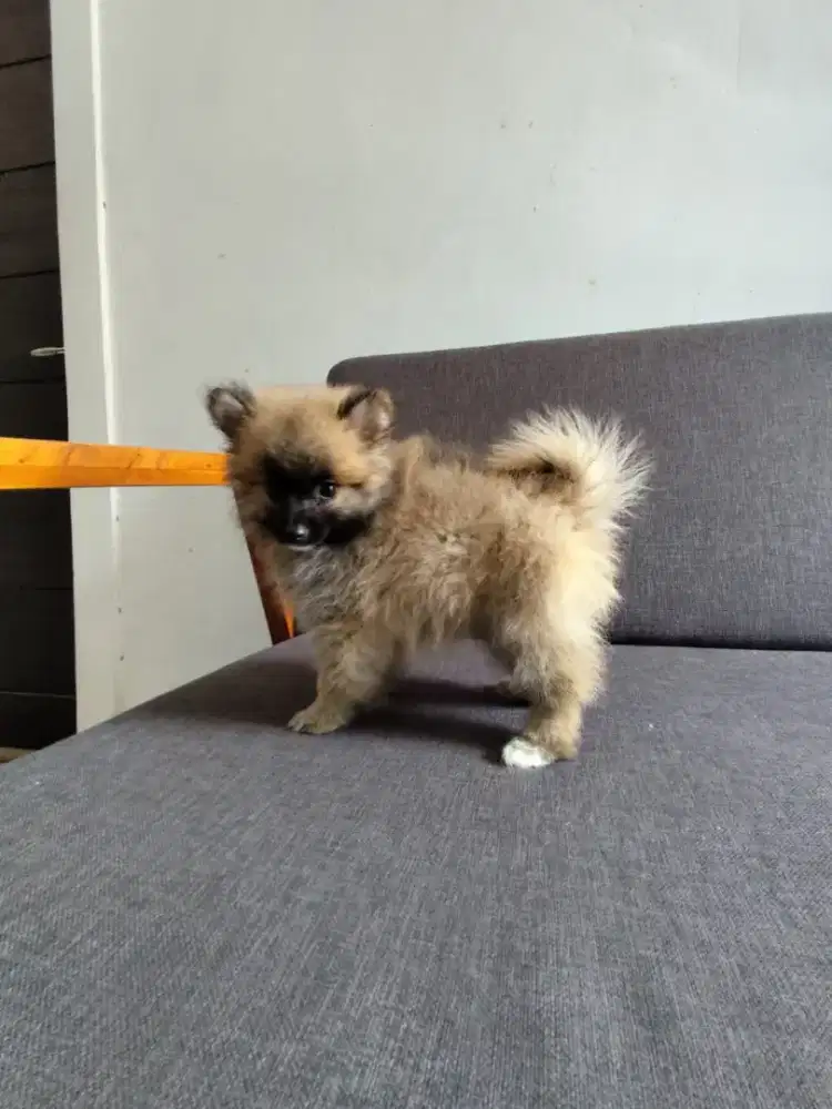 Anak anjing pomeranian