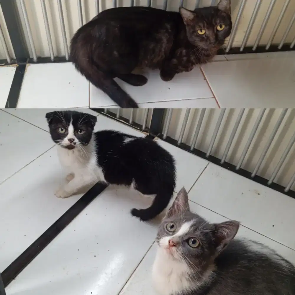 Munchkin anak mix BSH