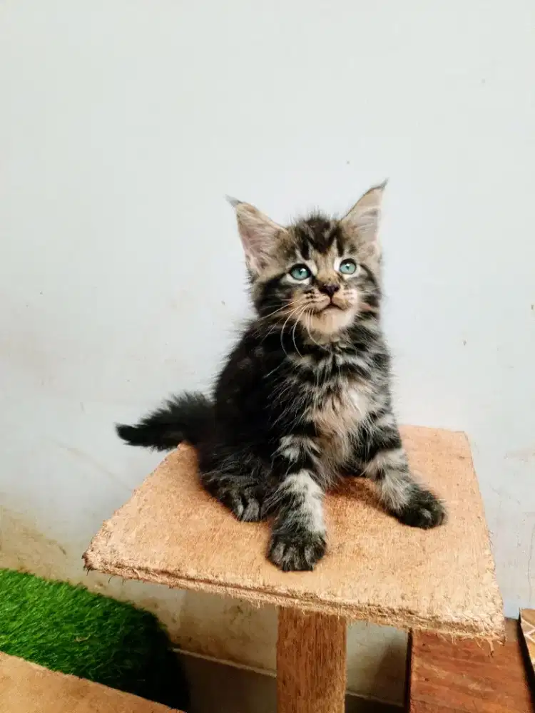 Kitten Mainecoon Betina Pure no mix. Induk ped Cfa Maine Coon