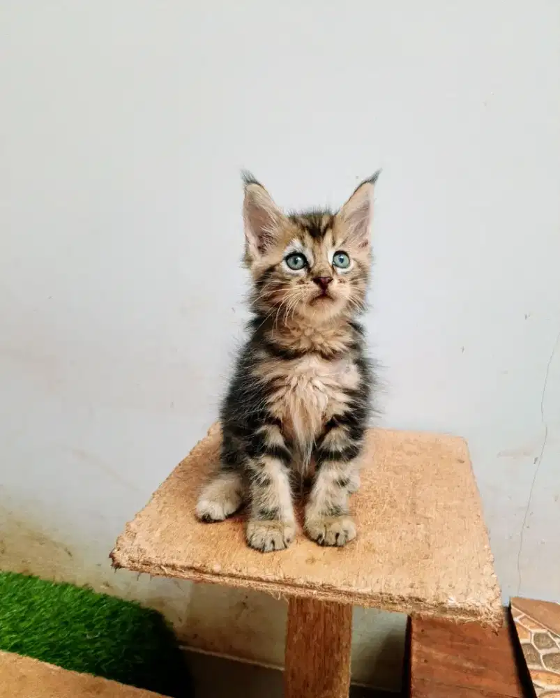 Kitten mainecoon jantan pure no mix. Induknya ped Cfa show quality.
