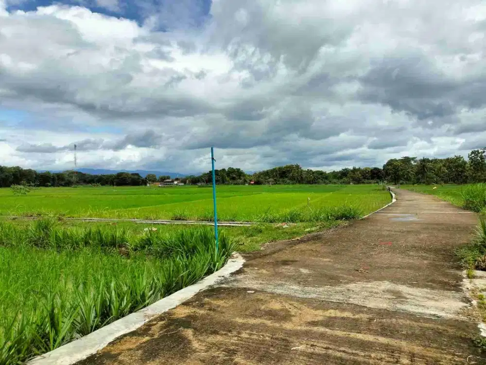 JUAL TANAH DI SALAMREJO SENTOLO KULONPROGO VIEW SAWAH