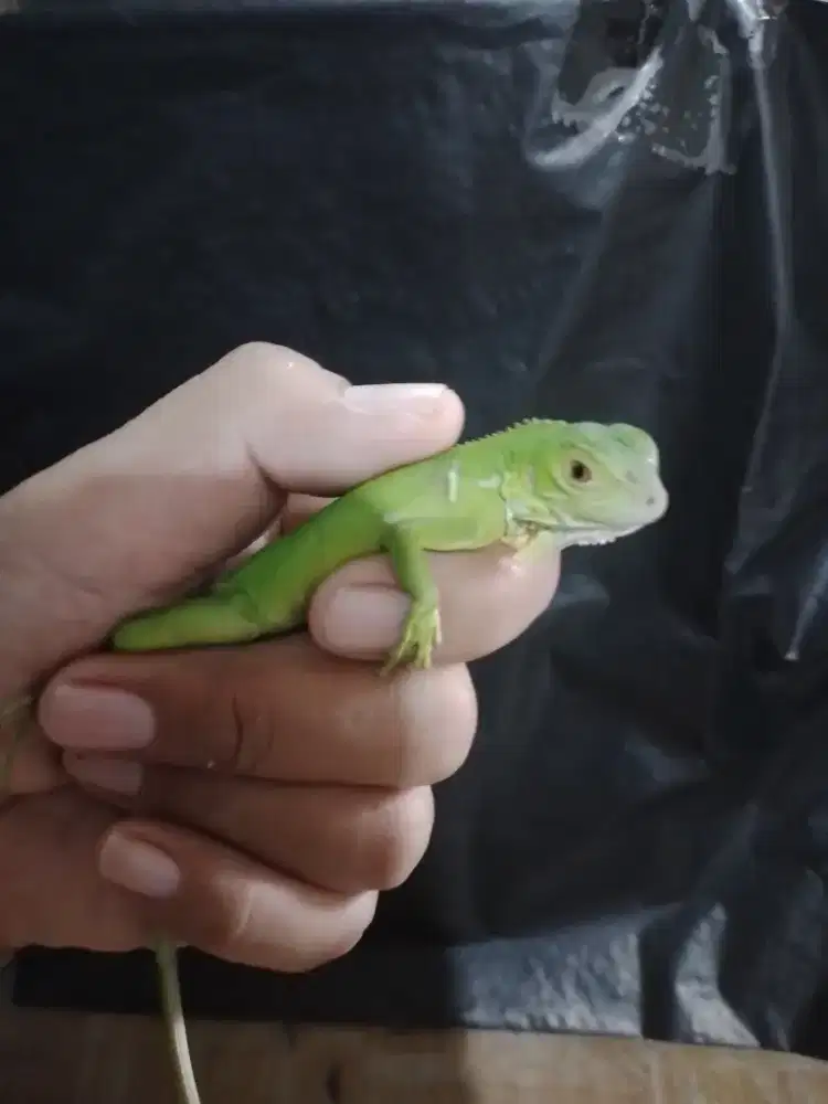 Iguana baby green siap koleksi