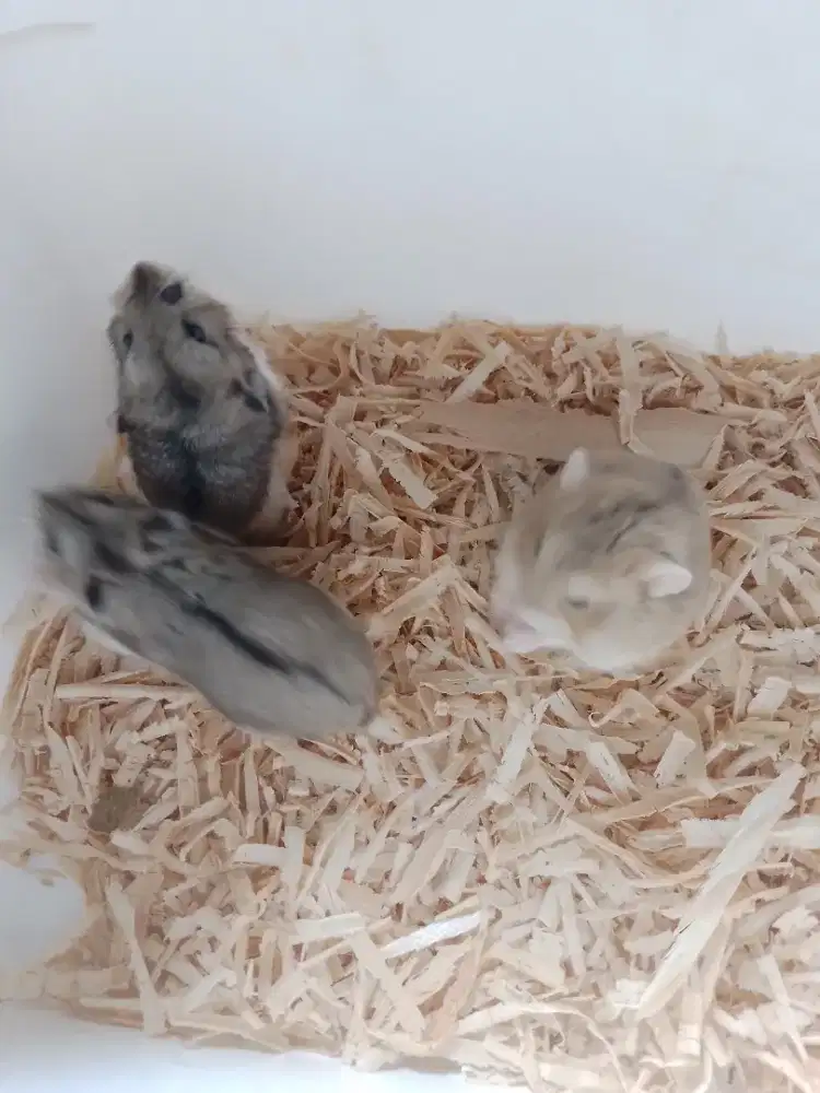 Hamster campbel polos 3 ekor sial.di koleksi