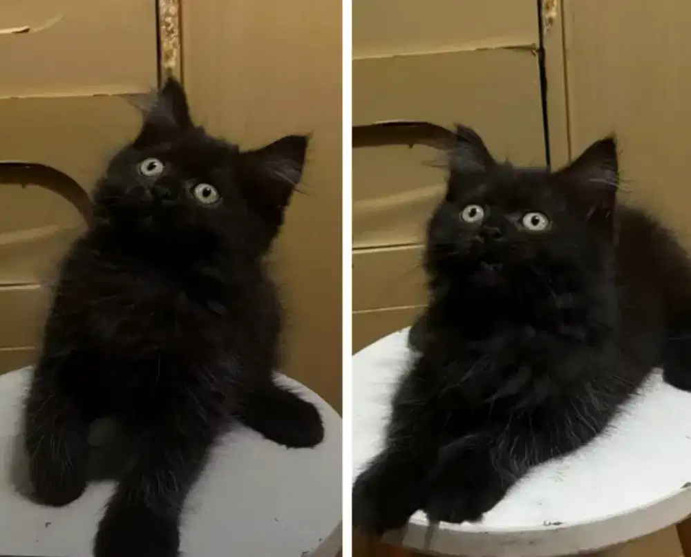 Kucing kitten mix British Longhair Blacksolid Betina