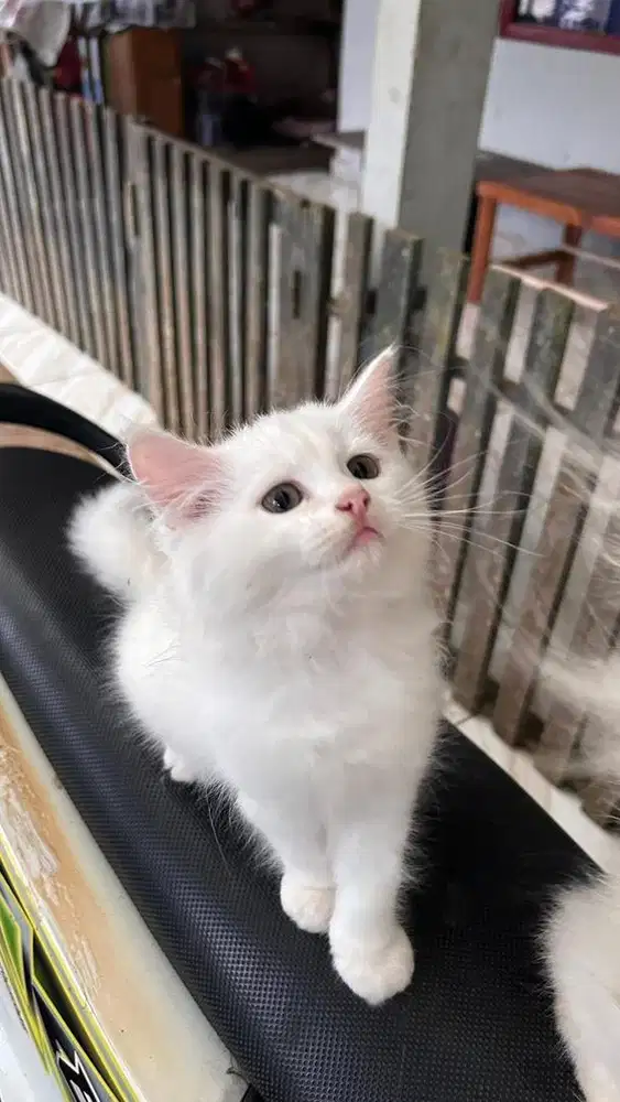 Kitten persia himalaya