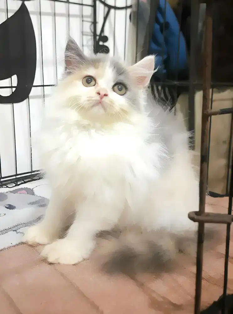 Kucing persia betina