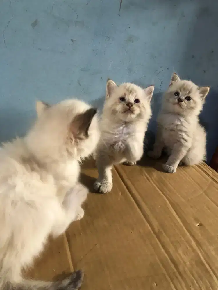 Kucing kitten persia mix ragdoll / himalaya / anggora / peaknose