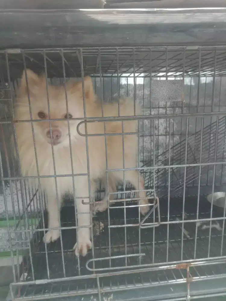 di semihibahkan anjing pom