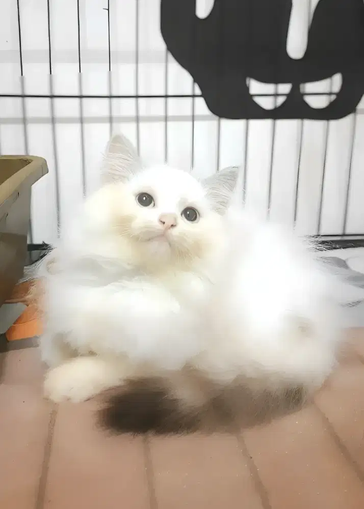 Kucing persia betina