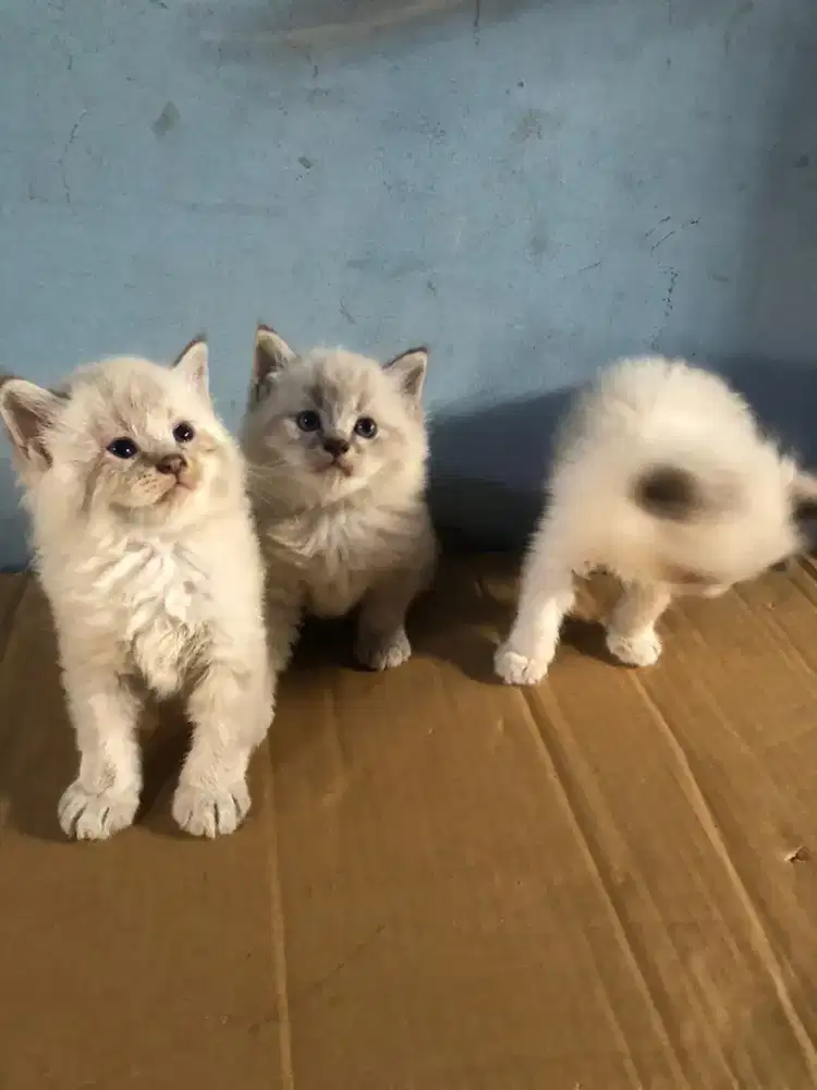 Kucing kitten persia mix ragdoll / anggora / himalaya / peaknose