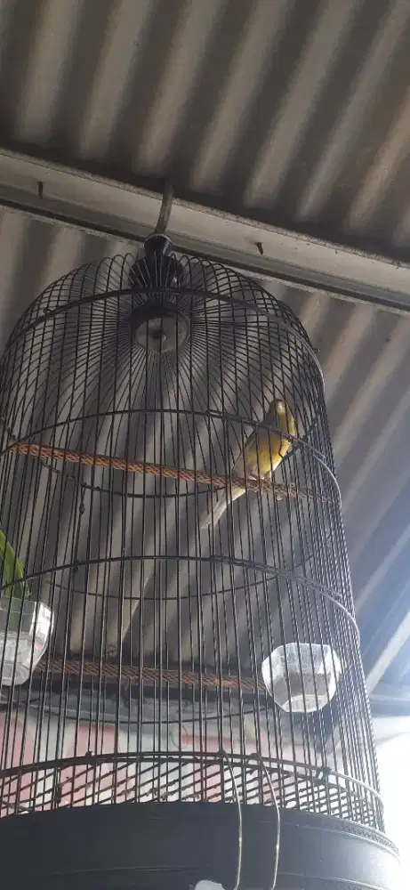 Kenari Af gacor siang mlm ada isinya