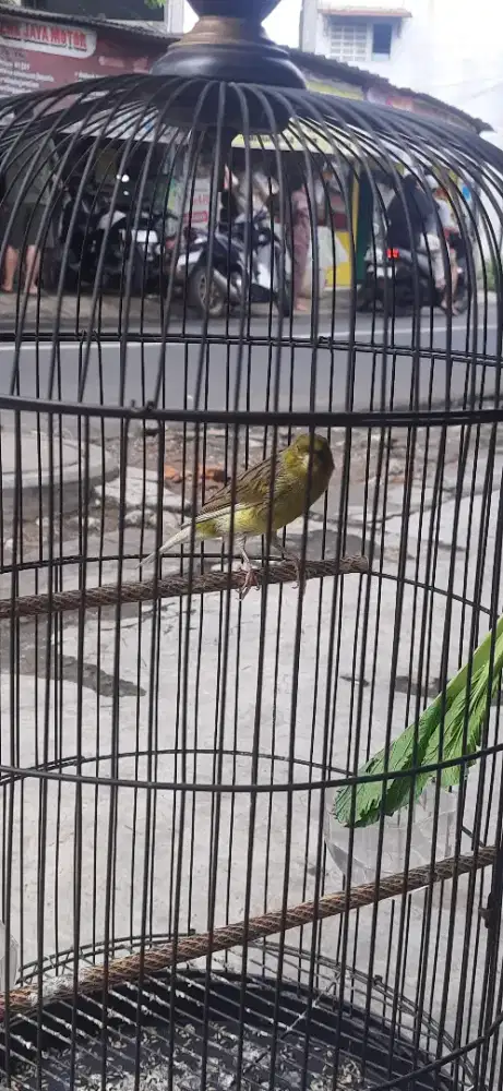 Kenari Af gacor siang mlm ada isinya