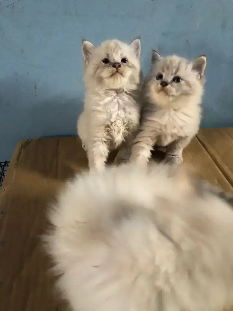 Kucing kitten persia mix ragdoll / anggora / peaknose / himalaya