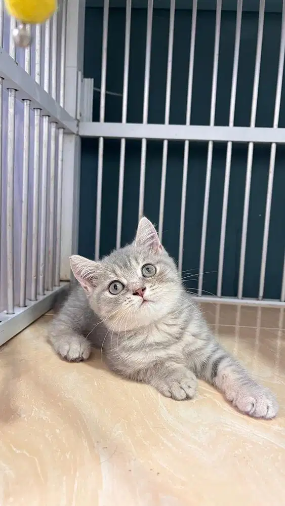 Kucing BSH Kitten Betina