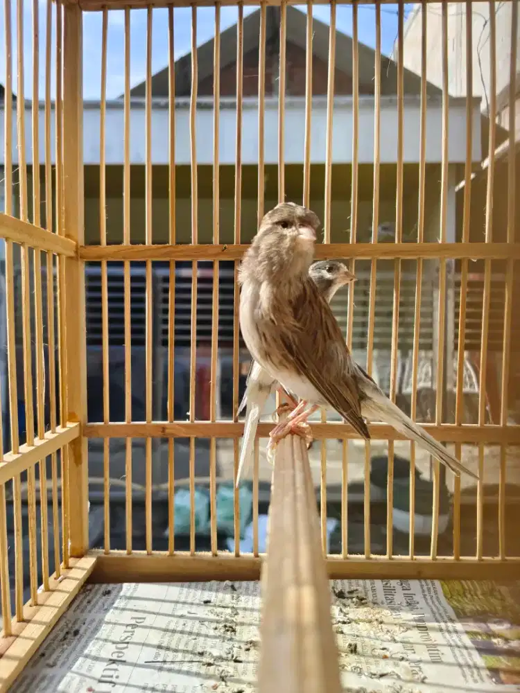 Kenari jodohan bbsf x fys