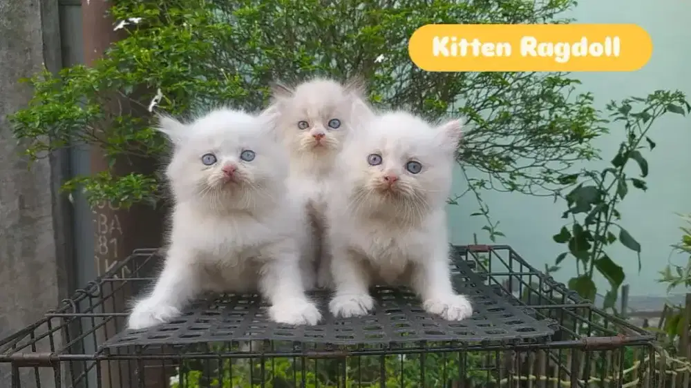 Kucing Ragdoll Kitten