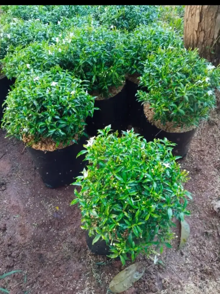 Pohon hias rembusa mini