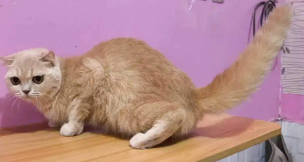 Kucing scottish fold single indukan betina